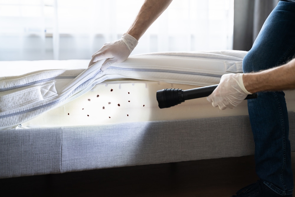 Bed Bug Infestation And Treatment Service in Alpharetta