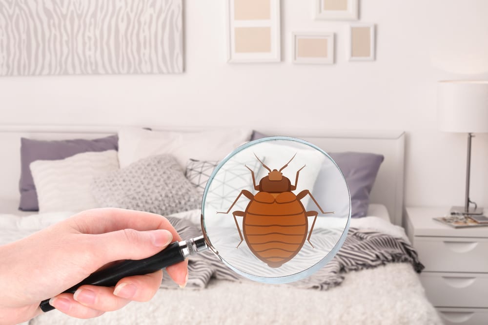 magnifying glass detecting bed bug in bedroom