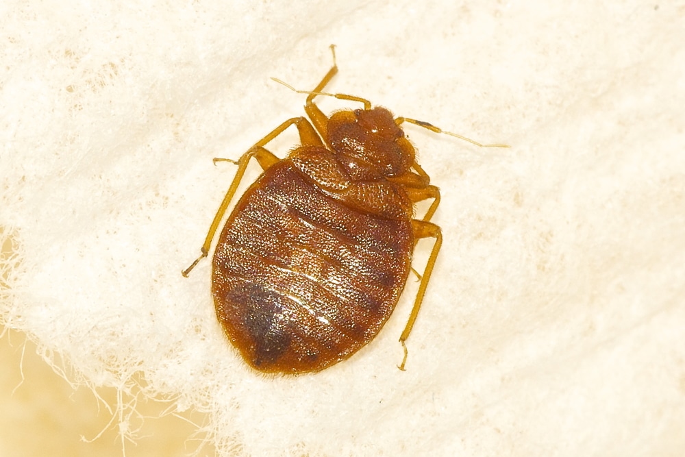 bed bug in-woodstock