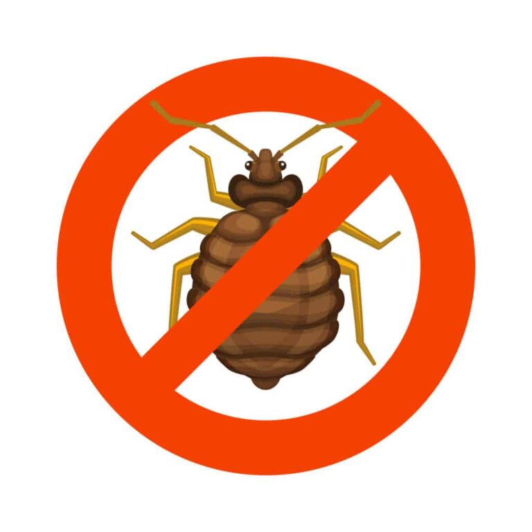 Expert Tips for Hiring the Best Bed Bug Exterminator
