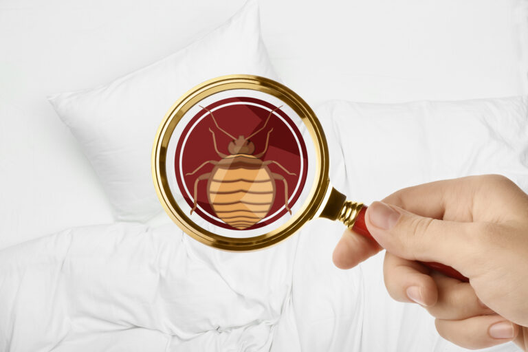 What to Expect in a Bed Bug Home Treatment?