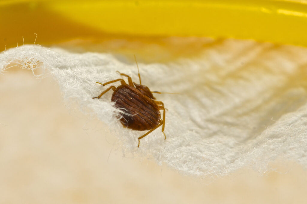 bed bug infestation atlanta 