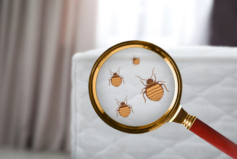 Signs of a Bed Bugs Infestation vs Just a Few