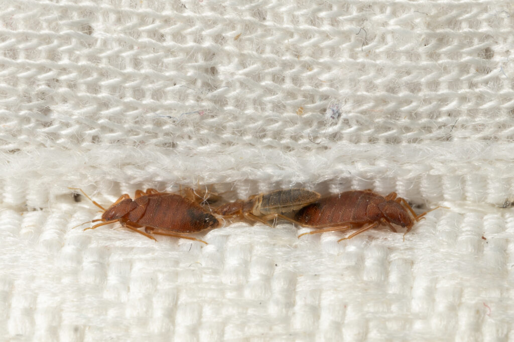 bed bugs infestation atlanta 