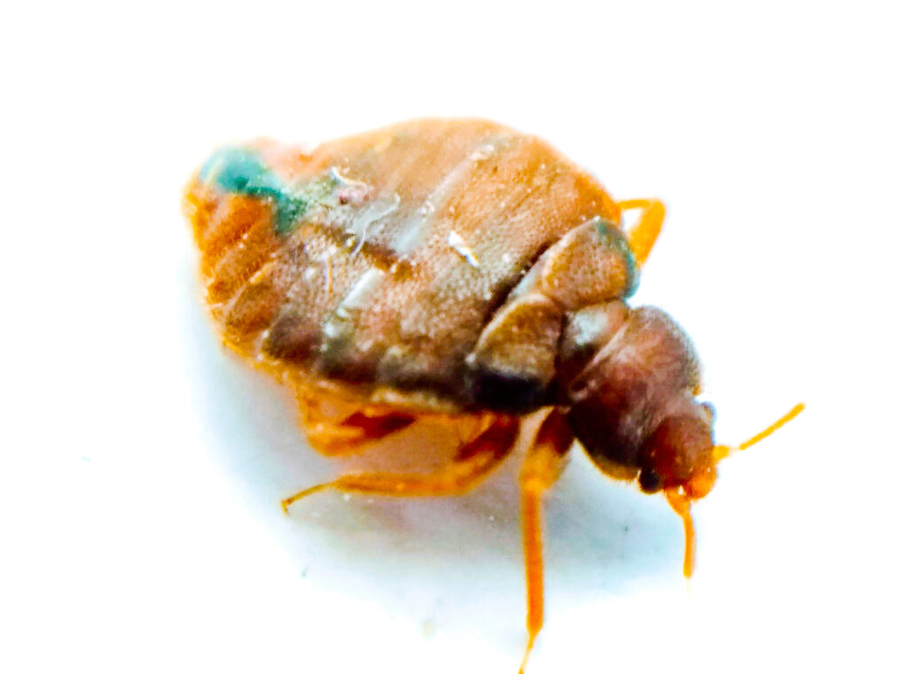 bed bug infestations atlanta