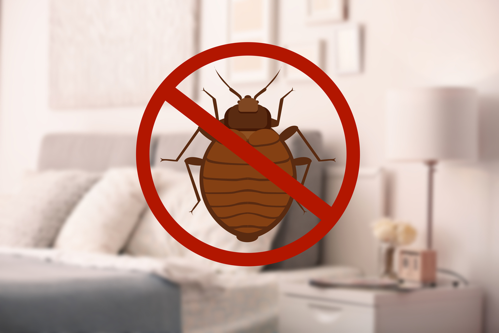 bed bug removal in atlanta