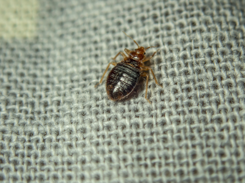 Bed bug in atlanta crawling on the sheet. Household parasite. Close-up photo.