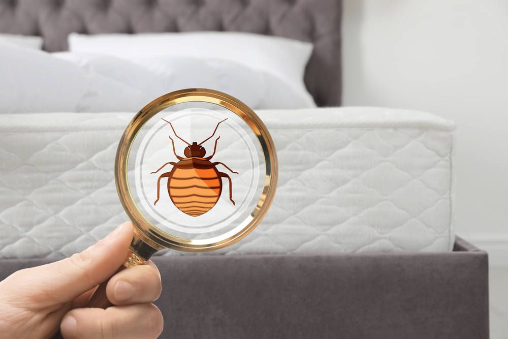 Woman with magnifying glass detecting bed bugs on mattress in atlanta