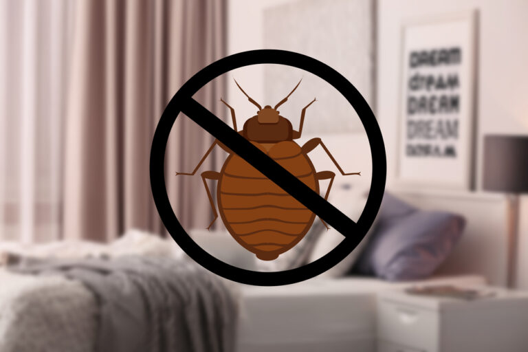 Say Goodbye to Bed Bug Infestations with Effective Treatment and Killer