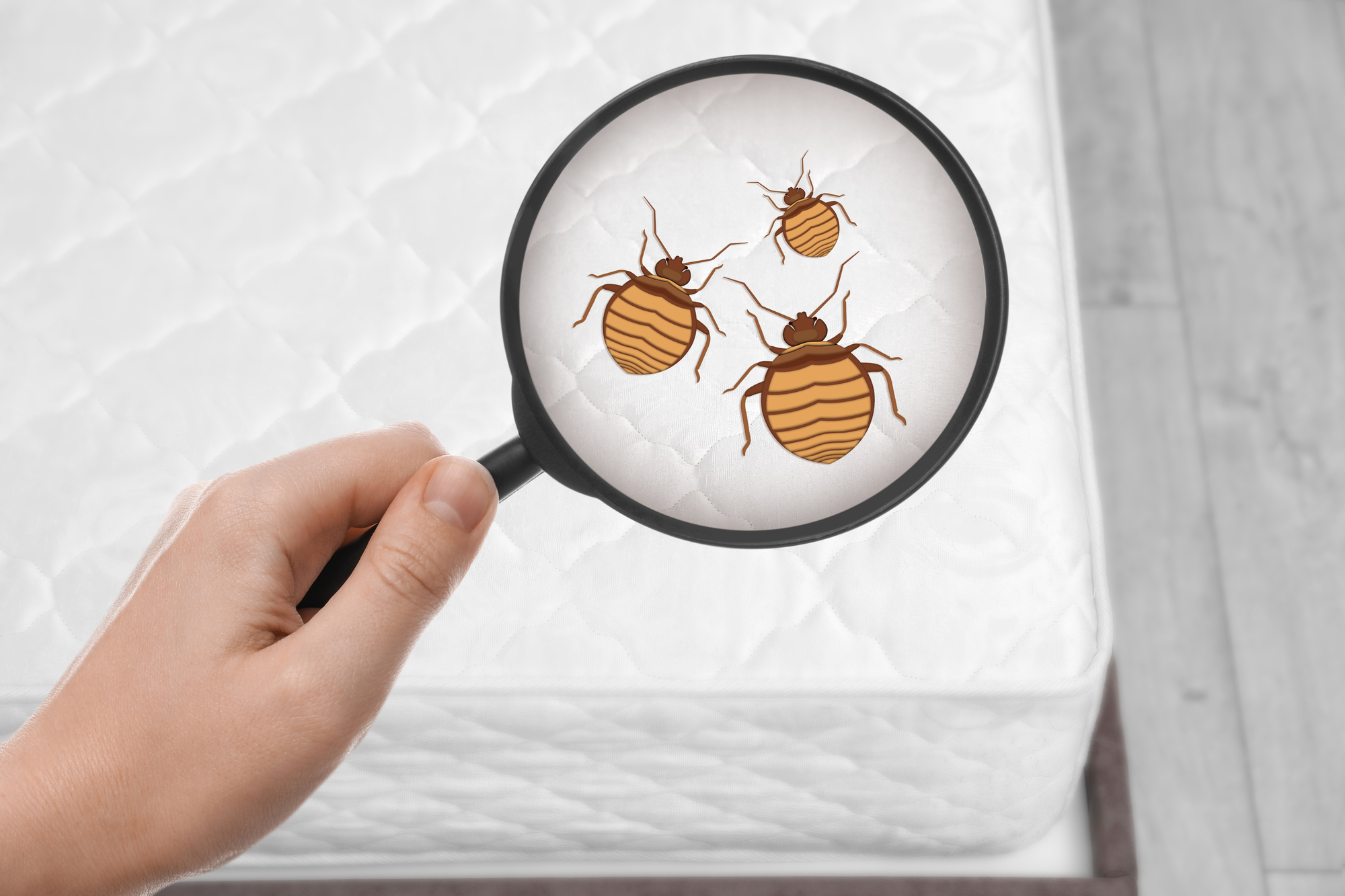 magnifying glass detecting bed bugs on mattress in atlanta