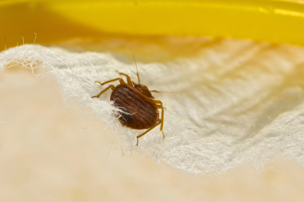bed bug treatment in atlanta 