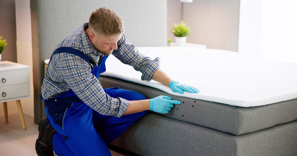 Bed Bug Infestation And Bed Bug Extermination in atlanta
