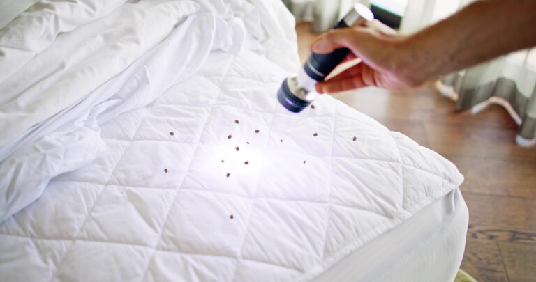 Reasons DIY Bed Bug Removal is Not the Best Option