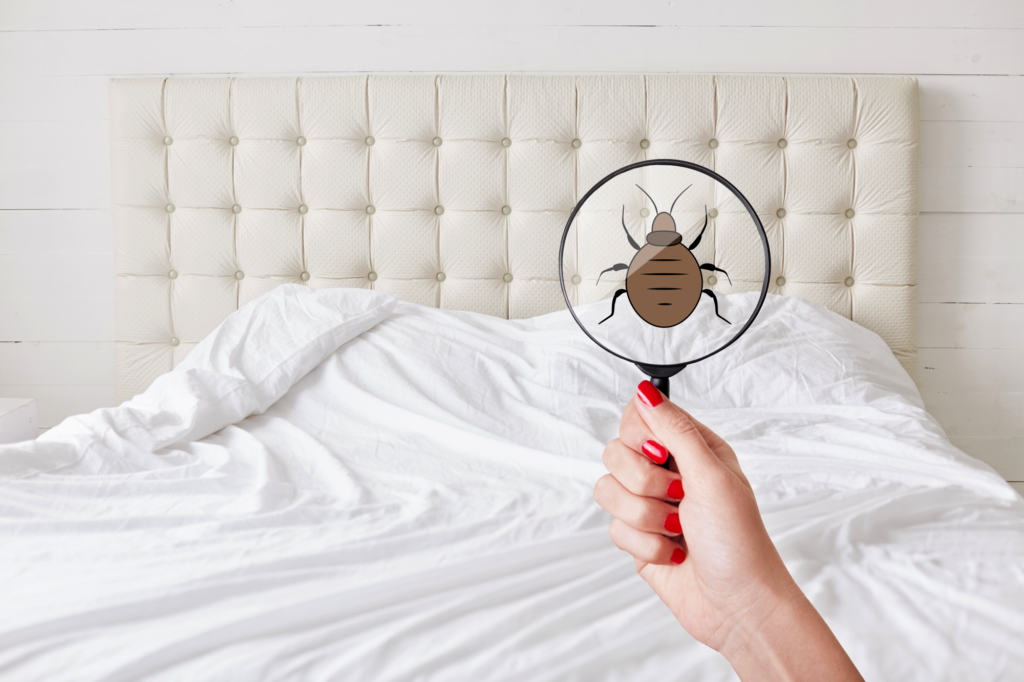 check for bed bugs in mattress atlanta