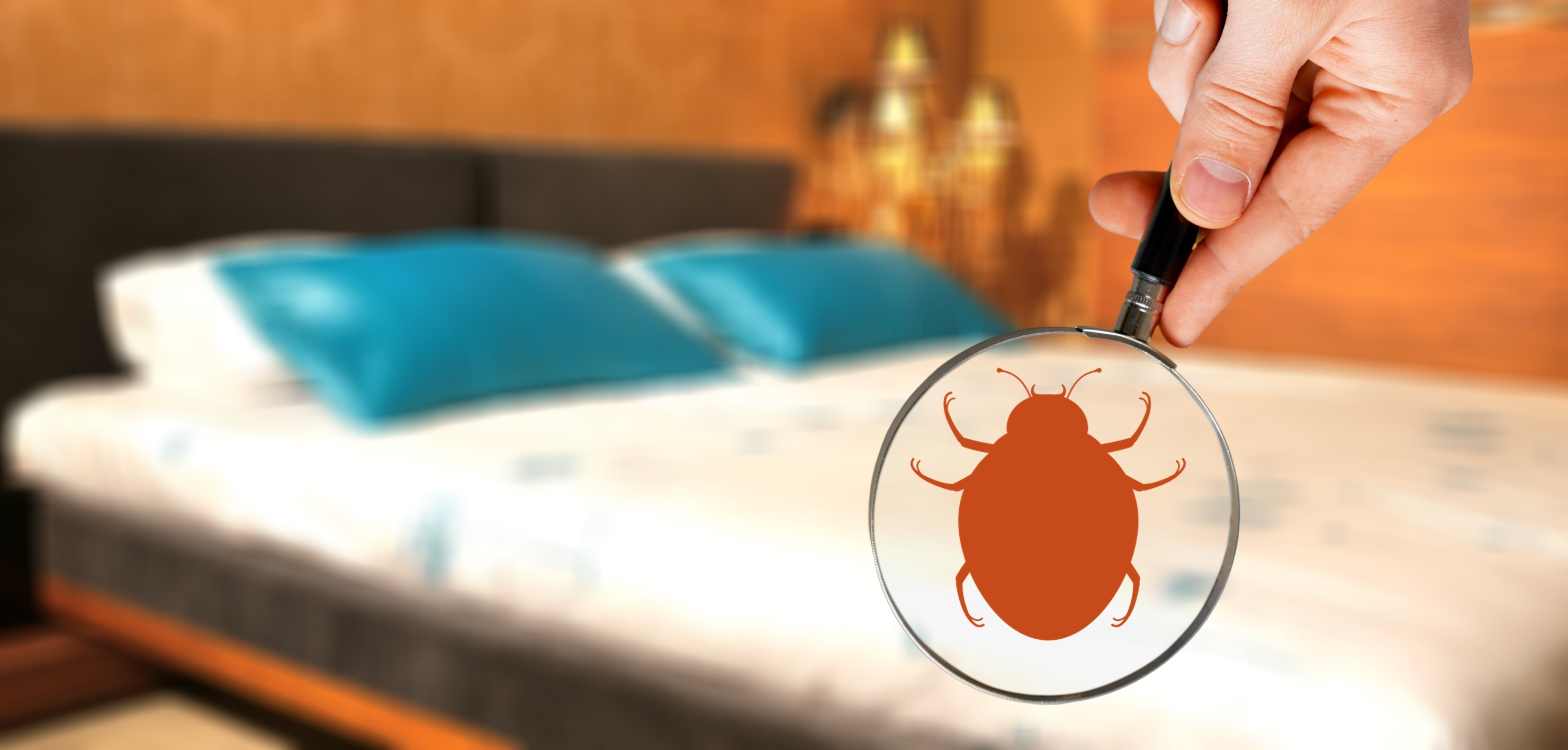 bed bug inspection in atlanta