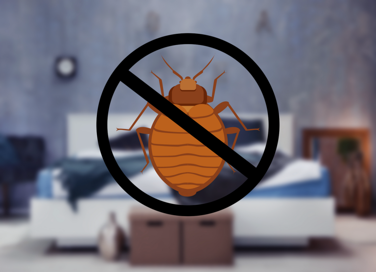 No Signs of Bed Bugs – Identify Bedbug Bites