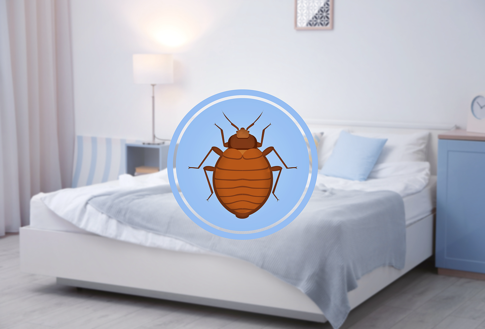 bed bug infestations from atlanta
